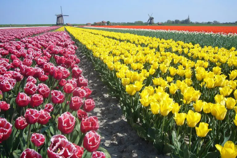 many tulips in a flowerfield