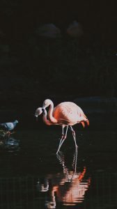 What to do in Amsterdam at Night Amsterdam zoo a bird wraking in water