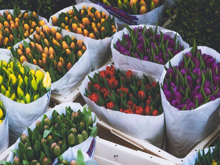 best things to buy in amsterdam colorful tulip flowers