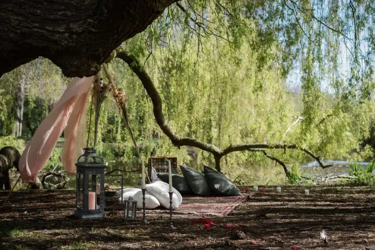 a close amsterdam picknick huwelijksaanzoekup of a tree