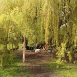 romantiche picknick in Amsterdam onder een boom