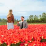 marriage proposal red tulips in holland